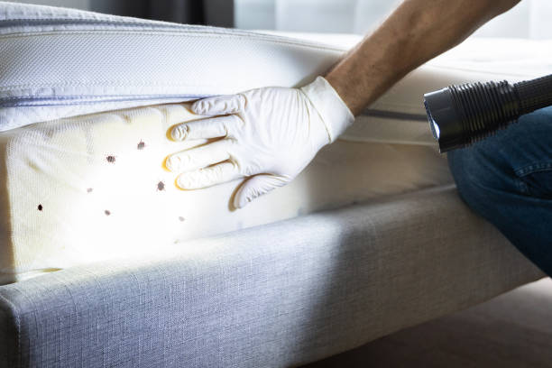 Best Pest Control Near Me  in Bethlehem Village, CT