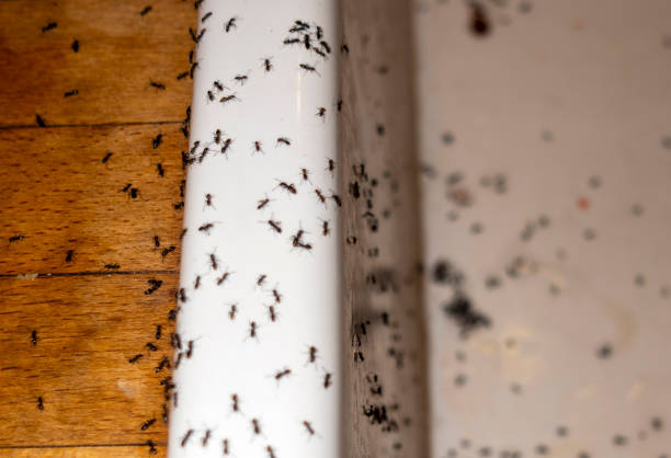 Best Flea Control Services  in Bethlehem Village, CT