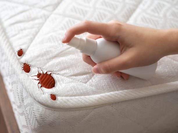 Best Pest Inspection Near Me  in Bethlehem Village, CT